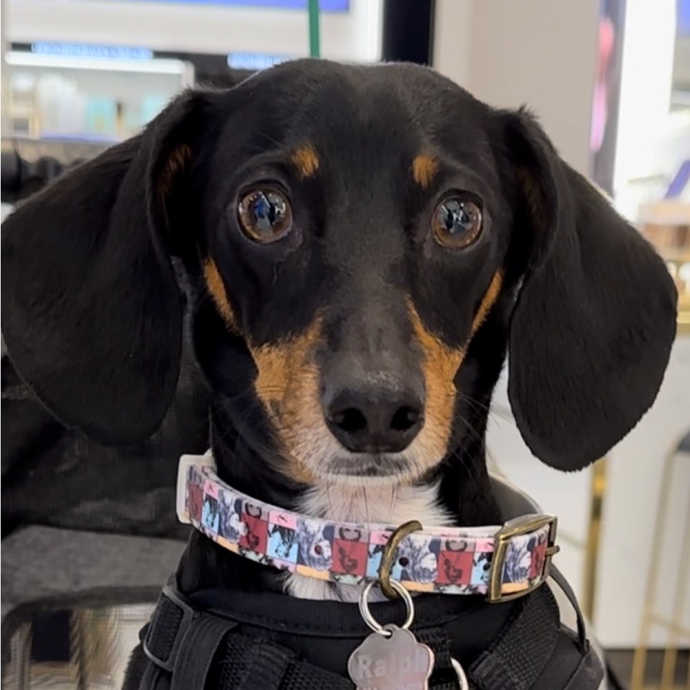Taylor Swift Eras Tour Dog Collar | Size Small
